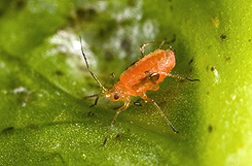 Close-up of a lettuce aphid: Click here for full photo caption.