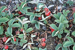 Wild fruiting plants of Fragaria cascadensis near Hoodoo Mountain, located in Oregonâ€™s Cascade Mountains: Click here for photo caption.