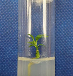 Citrus shoot tips were cryopreserved and then micrografted onto seedling rootstocks. This recovered plant is about 2 months old: Click here for photo caption.