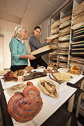 Research leader Amy Rossman (left) and collections manager Shannon Dominick pull some of the million-plus specimens in the U.S. National Fungus Collections: Click here for full photo caption.