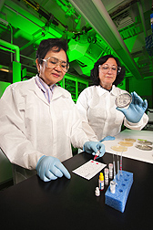Research leader Pina Fratamico (right) and retired chemist Marjorie Medina perform an assay on a sample from an agar medium presumed to contain STEC bacteria: Click here for photo caption.