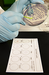 Six different serogroups of Shiga-toxin producing E. coli can be detected on this test card: Click here for full photo caption.
