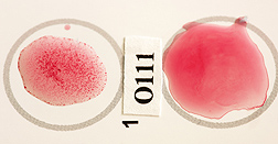In this test for STEC serogroup O111 bacteria, the sample on the left tested positive, whereas the one on the right was negative: Click here for full photo caption.