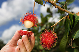 The white, fleshy pulp surrounding the large seed of the fruit of rambutan is quite delicious: Click here for full photo caption.