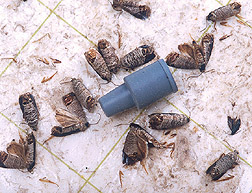 Codling moths lured to sticky paper by an attractant contained in the blue plastic device: Click here for full photo caption.