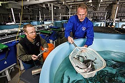 Fish nutritionist Rick Barrows (right) captures trout from 6-foot-diameter tanks for technician Jason Frost to weigh and measure.