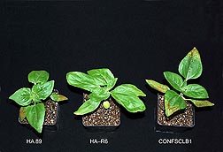 Rust response in three seedling sunflower plants 12 days after inoculation with the most virulent rust race identified so far in the United States.