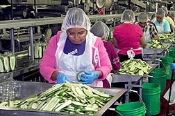 Even at the country's biggest independent pickle producer, Mt. Olive Pickle Company, some products are still packed by hand, but food safety always comes first