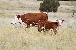 Using 76 years of data on weather and the growth of Hereford calves in Miles City, Montana, ARS scientists concluded that a general increase in temperature could result in decreased growth of suckling calves.