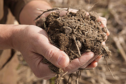 ARS scientists have developed a testing process that accurately measures naturally occurring nitrogen and other nutrients in soil.