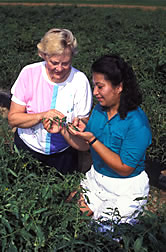 Chemist Marie Tousignant (left) and plant pathologist Thanda Wai check nontransgenic control plants in the field.