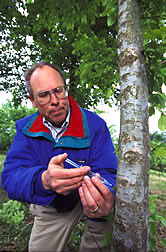 Geneticist inoculates a tree with the fungus that causes Dutch elm disease