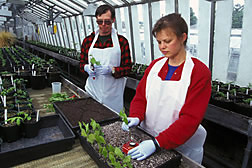 Horticulturist Bentz and gardener Abell plant cuttings from disease tolerant elms