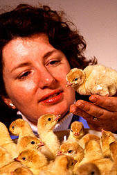 Poultry physiologist Ann Donoghue