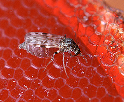 A sixteenth-inch-long female biting midge. Click here for full photo caption.