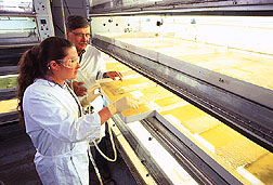 An insect rearing room. Click here for full photo caption.