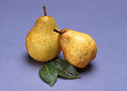 Pear -- Blakes Pride. Click here for full photo caption.