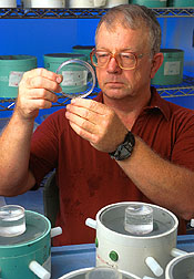 Entomologist checks the growth of tarnished plant bugs in a rearing room. Click here for full photo caption.