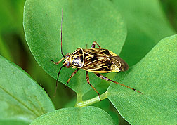 A tarnished plant bug. Click here for full photo caption.