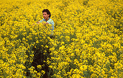 Soil scientist Gary Bañuelos evaluates canola plants grown for cleaning selenium-rich soils. Link to photo information.