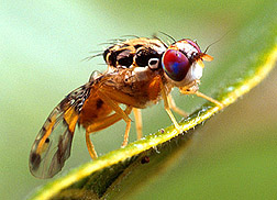 Medfly resting on a leaf.
