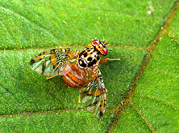 Male medfly resting on a leaf. Link to photo information.