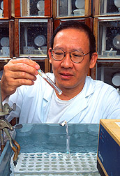 Technician Steven Tam checks medfly eggs prior to heating them in a 97ºF water bath to kill the females. Link to photo information.