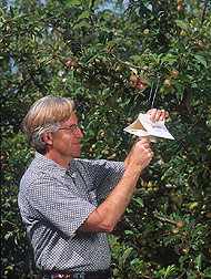 Entomologist places a pear-based kairomone trap in an apple orchard: Click here for full photo caption.