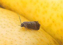 Codling moth on a pear: Click here for full photo caption.