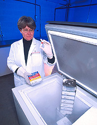 Biologist obtains isolate of Campylobacter from an ultra-low-temperature freezer: Click here for full photo caption.