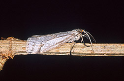 Stem-boring moth, Acrolepia sp: Click here for full photo caption.