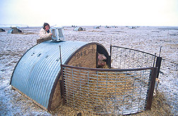 Research assistant secures video camera on top of hut to monitor behavior of sow and piglets inside: Click here for full photo caption. 