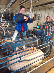 Technician and support scientist connect video equipment to record sow and piglet behavior: Click here for full photo caption.