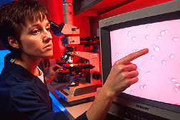 Technician studies yeast cells using video monitor and microscope: Click here for full photo caption.