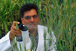 Plant pathologist sprays solution onto wheat heads: Click here for full photo caption.