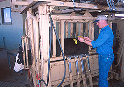 Research associate places an identification mark on a steer: Click here for full photo caption.