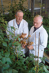 Two scientists examine yields: Click here for full photo caption.