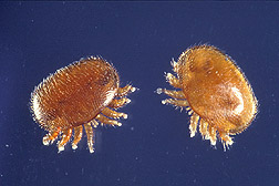Two varroa jacobsoni mites: Click here for full photo caption.