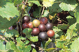 Muscadine grapes: Click here for full photo caption.
