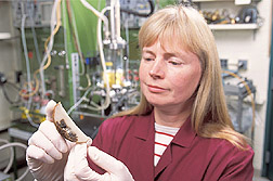 Chemical engineer examines a section of a potato: Click here for full photo caption.