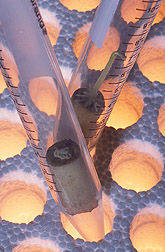 Test tubes that contain potato eye cores: Click here for full photo caption.