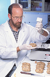 Plant pathologist inoculates a wounded potato: Click here for full photo caption.