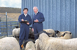 Veterinary microbiologist and veterinary virologist select sheep for a study: Click here for full photo caption.