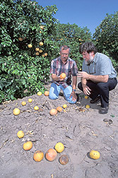 Two entomologists examine fallen grapefruit: Click here for full photo caption.