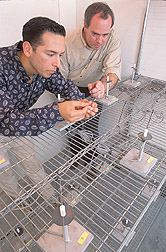 Entomologist and graduate student attach a moth to a flight mill: Click here for full photo caption.
