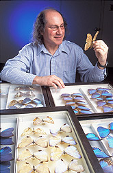 Entomologist examines Morpho butterfly specimens: Click here for full photo caption.