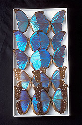 Morpho butterflies: Click here for full photo caption.