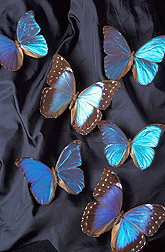 Metallic-blue Morpho butterflies: Click here for full photo caption.