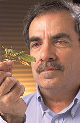 Entomologist holding a katydid: Click here for full photo caption.