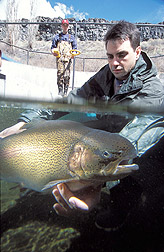 Geneticist returns a trout into a raceway: Click here for full photo caption.